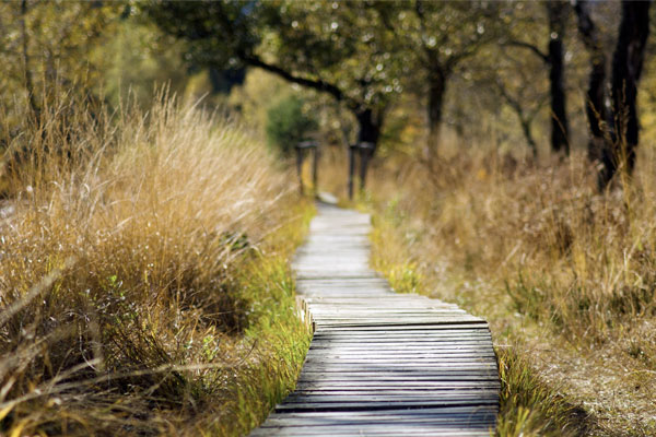 A winding path in a forest